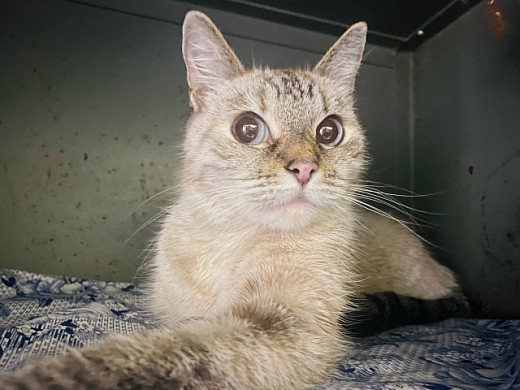 В Иванове нашли замурованную в картонную коробку кошку 